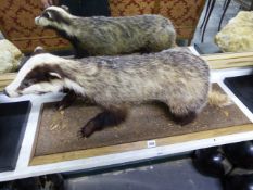 A TAXIDERMY BADGER BY JOHN BURTON WALKING ACROSS A RECTANGULAR BASE STREWN WITH LEAVES. W 89.5cms.