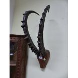 A PAIR OF IBEX HORNS MOUNTED ON WOOD CARVED INTO A HEAD SHAPE. H 60cms.