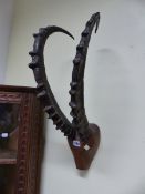 A PAIR OF IBEX HORNS MOUNTED ON WOOD CARVED INTO A HEAD SHAPE. H 60cms.
