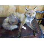 A JOHN BURTON (GT YARMOUTH) TAXIDERMY RECLINING FOX. W 57cms.