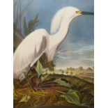 AFTER JOHN JAMES AUDUBON, SNOWY HERON OR WHITE EGRET, FOLIO COLOUR PRINT. 67.5 x 58.5cms.