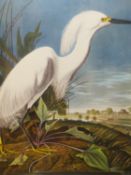 AFTER JOHN JAMES AUDUBON, SNOWY HERON OR WHITE EGRET, FOLIO COLOUR PRINT. 67.5 x 58.5cms.