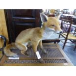 A TAXIDERMY SEATED FOX. H 47.5cms.