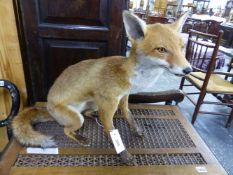 A TAXIDERMY SEATED FOX. H 47.5cms.