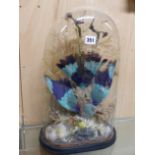 AN EXOTIC BLUE AND TURQUOISE EXOTIC BIRD PRESERVE IN FLIGHT AMONGST GRASSES AND UNDER A GLASS