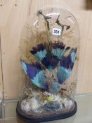 AN EXOTIC BLUE AND TURQUOISE EXOTIC BIRD PRESERVE IN FLIGHT AMONGST GRASSES AND UNDER A GLASS