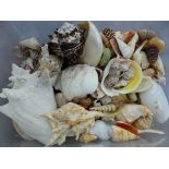 A COLLECTION OF SEA SHELLS. (QTY)