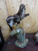 A TAXIDERMY COMMON BUZZARD PERCHED ON A TREE TRUNK, IT'S WINGS HALF SPREAD. H 58cms.