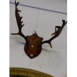 AN OAK SHIELD MOUNTED PAIR OF DEER ANTLERS, THE SHIELD. H 34.5cms.