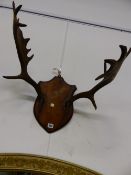 AN OAK SHIELD MOUNTED PAIR OF DEER ANTLERS, THE SHIELD. H 34.5cms.