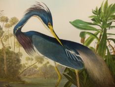 AFTER JOHN JAMES AUDUBON, LOUISIANA HERON, FOLIO COLOUR PRINT. 58.5 x 68.5cms.