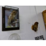 TWO TAXIDERMY OWLS, THE TAWNY OWL BY WM. BAZELLY (NORTHAMPTON) WITHIN A GLAZED WALL HANGING C