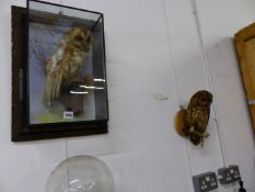 TWO TAXIDERMY OWLS, THE TAWNY OWL BY WM. BAZELLY (NORTHAMPTON) WITHIN A GLAZED WALL HANGING C