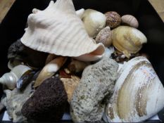 A BOX OF VARIOUS SEA SHELLS.