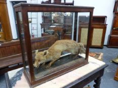 A TAXIDERMY FOX RUNNING WITHIN A GLAZED MAHOGANY CASE. W 81 x D 30 x H 72.5cms.