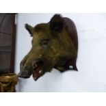 AN OAK SHIELD MOUNTED BOAR'S HEAD LABELLED 31 DECEMBRE 1901, FORET DE LOCHES, THE SHIELD. H 59cms.