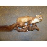 AN OAK SHIELD MOUNTED TAXIDERMY WEASEL SNARLING AS IT STANDS ON BRANCH. W 64cms.