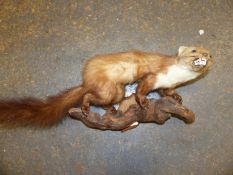 AN OAK SHIELD MOUNTED TAXIDERMY WEASEL SNARLING AS IT STANDS ON BRANCH. W 64cms.