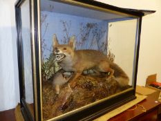 TAXIDERMY. A CASED GROUP OF FOX WITH PREY IN NATURALISTIC SETTING, LABELLED TO BACK "BAZELEY".