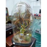 AN ARRANGEMENT OF GRASSES ABOUT A TREE TRUNK UNDER A GLASS DOME. H 42.5cms.