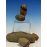 A COLLECTION OF FIVE INDIAN RIVER POLISHED LINGAM STONES. THE LARGEST. W 18cms.