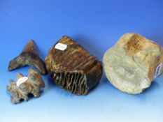 A FOSSILISED PLESIOSAUR VERTEBRA, A MEGALADON SHARK TOOTH, A MAMMOTH'S TOOTH. W 14cms AND A GREY