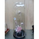 A DECORATIVE DISPLAY OF SPECIMEN EXOTIC SHELLS WITHIN A TALL GLASS DOME. OVERALL H. 58cms.