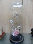 A DECORATIVE DISPLAY OF SPECIMEN EXOTIC SHELLS WITHIN A TALL GLASS DOME. OVERALL H. 58cms.