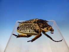 TWO PRESERVED GIANT SCARAB BEETLE SPECIMENS.