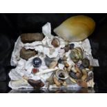 AN INTERESTING VARIED COLLECTION OF FOSSILS, GEOLOGICAL SPECIMENS ETC.
