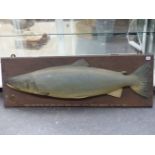 AN IMPRESSIVE CARVED WOOD AND HAND PAINTED SALMON FISHING TROPHY INSCRIBED "COCK FISH. 36Lbs- TOP