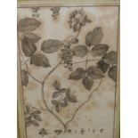 AFTER PREVOST. TWO EARLY BOTANICAL PRINTS 42.5 x 27cms. TOGETHER WITH THREE 18th/19th.C.PRINTS OF