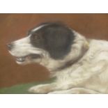 PORTRAIT OF A BORDER COLLIE, SIGNED AND DATED INDISTINCTLY, PASTEL. 33 x 38cms.