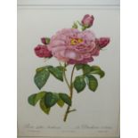 SIX BOTANICAL COLOUR PRINTS OF ROSES AFTER REDOUTE TOGETHER WITH SIX FRENCH FASHION PRINTS. (12).