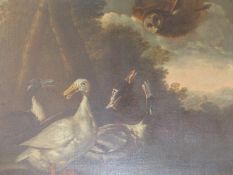 OLD MASTER SCHOOL. DUCKS SURPRISED BY AN OWL, OIL ON CANVAS. 80 x 96cms.