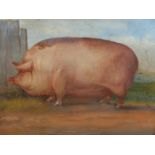 ENGLISH NAIVE SCHOOL. THE PRIZE PIG, INITIALLED OIL ON BOARD. 39 x 46cms.