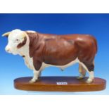 A BESWICK CONNOISSEUR MODEL HEREFORD BULL STANDING ON AN ELONGATED OVAL WOODEN BASE. W29cms.