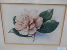 19th.C.ENGLISH SCHOOL. FOUR BOTANICAL STUDIES, OVAL BOUQUET TOGETHER WITH ANOTHER SIMILAR AND TWO