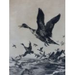 WINIFRED AUSTEN (1876-1964). ARR. TAKING FLIGHT, PENCIL SIGNED ETCHING 24 x 19.5cms.