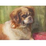 19/20th.C.ENGLISH SCHOOL. PORTRAIT OF A DOG, WATERCOLOUR. 37 x 56cms.