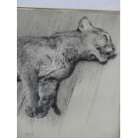 A. HUGH FISHER. PORTRAIT OF A LION CUB, PENCIL SIGNED ETCHING. 29 x 21cms.