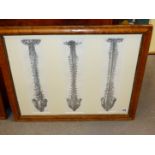 FOUR ANTIQUE HAND COLOURED ANATOMICAL PRINTS, THREE OF VERTEBRAE MOUNTED AS ONE AND ANOTHER OF A