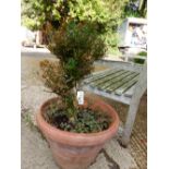A BOX BUSH IN A TERRACOTTA POT. Dia. 50cms. TOGETHER WITH SMALLER POTS PLANTED WITH ROSEMARY,