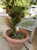 A BOX BUSH IN A TERRACOTTA POT. Dia. 50cms. TOGETHER WITH SMALLER POTS PLANTED WITH ROSEMARY,