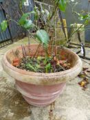 A ROSE BUSH PLANTED IN A TERRACOTTA POT. Dia. 58cms.