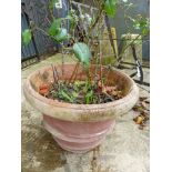 A ROSE BUSH PLANTED IN A TERRACOTTA POT. Dia. 58cms.