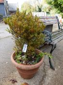 A PAIR OF BOX BUSHES PLANTED IN TERRACOTTA POTS. Dia. 37cms.