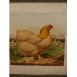 FIVE ANTIQUE COLOUR LITHOGRAPHS OF POULTRY. UNIFORM BURL FRAMES. 27 x 20.5cms (5).