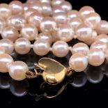 A CULTURED PEARL NECKLET COMPLETE WITH AN 18ct GOLD HEART SHAPE CLASP. UNIFORM, KNOTTED ROW.
