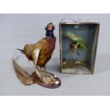 A TAXIDERMY COCK PHEASANT STANDING ON A CORK BRANCH MOUNTED ON AN OVAL MAHOGANY PLINTH TOGETHER WITH